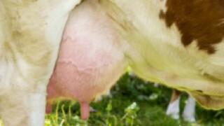 Udders px230