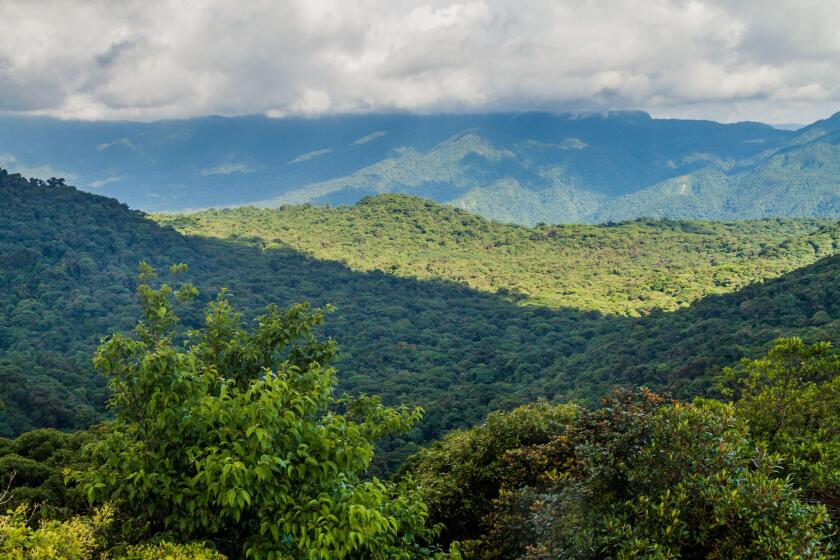 Cloud forest covering Reserva Biologica Bosque Nuboso Monteverde, Costa Rica