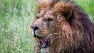 Lion Roaring