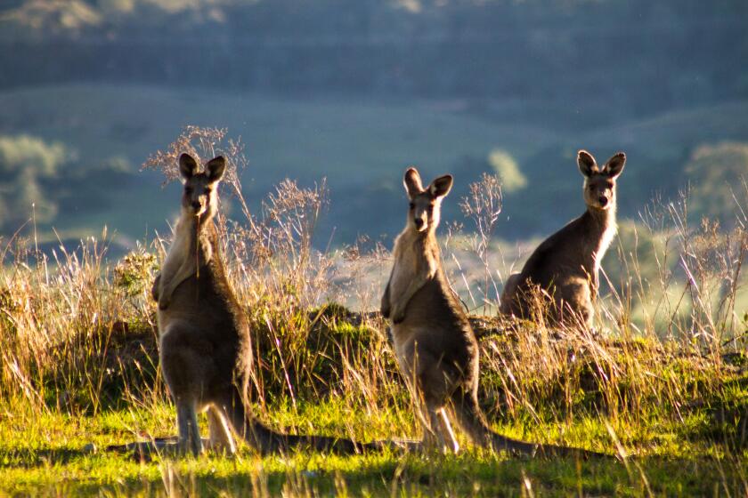 Three kangaroos standing on the edge of a mountain, backlit by the late aftenoon sun with another mountain in the background