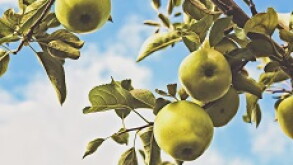 greenapple