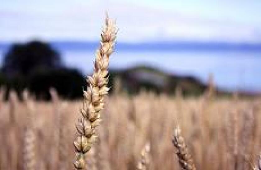 grains