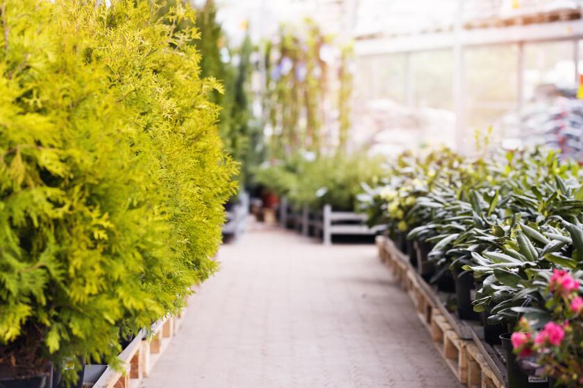 thuja trees and rhododendrons for sale in gardening store