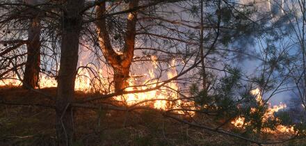 wildfire, forest fire, burning forest