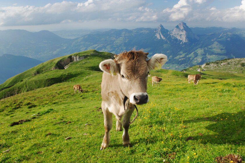 Cows on the Alps, Schwyz, Switzerland
