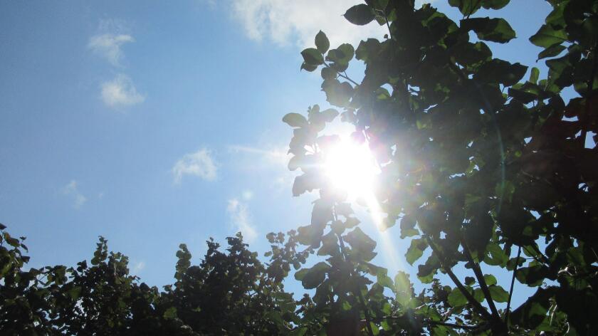 Sun lights coming through tree branches and leaves from the blue bright sky