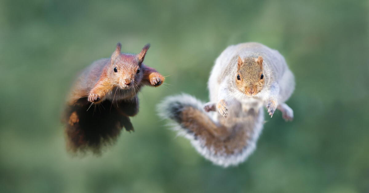 Squirrel on squirrel violence