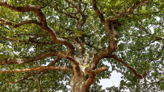 Majestic oak tree with spreading branches and lush green foliage on a summer day in Dorset UK
