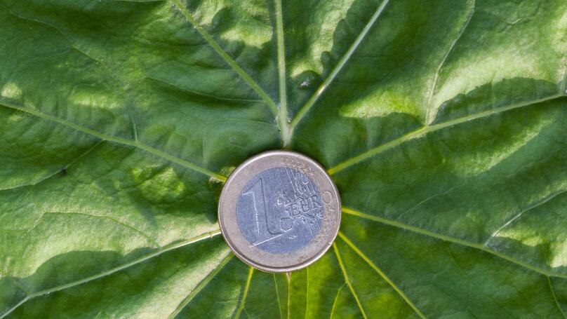 A euro coin lies on a green leaf. Green investment and green profits, investment in green technologies promises profitable success.