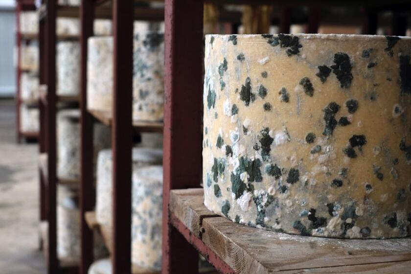 James Montgomery's raw-milk cheddar truckles in the maturing room