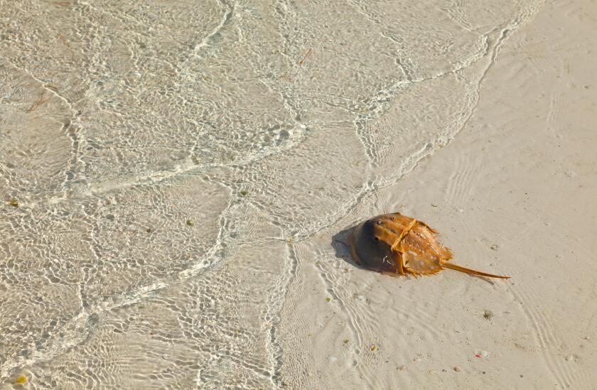CANGREJO HERRADURA O BAYONETA - ATLANTIC HORSESHOE CRAB (Limulus polyphemus), Isla Pasion, Isla de Holbox,  Estado de Quntana Roo, Peninsula de Yucata