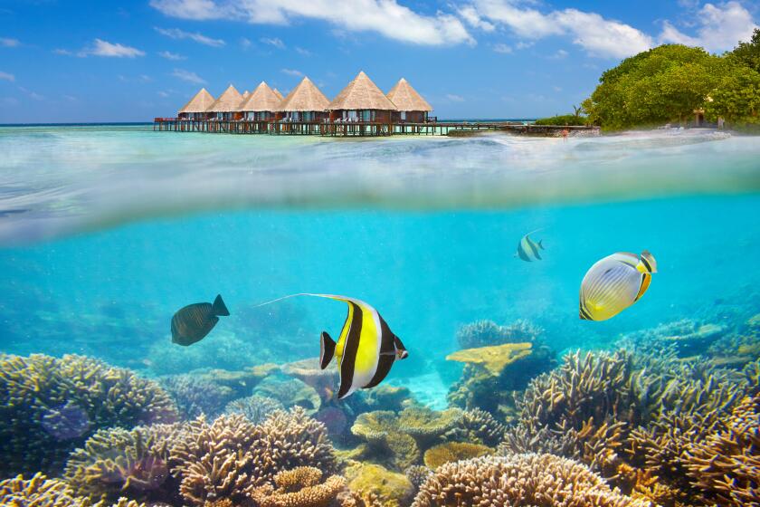 Maldives Island - underwater view with fish
