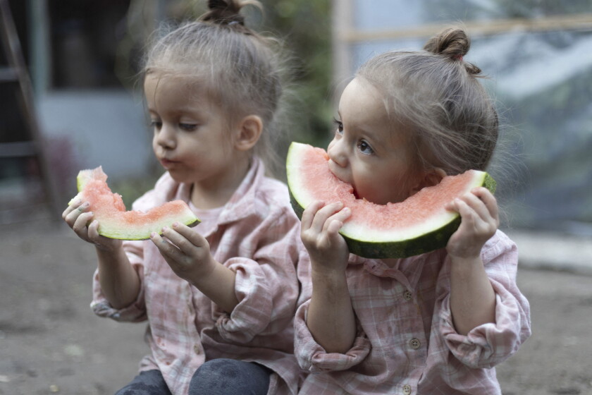 Little caucasian twins girls eating watermelon. Children sisters sitting together. Family time.
