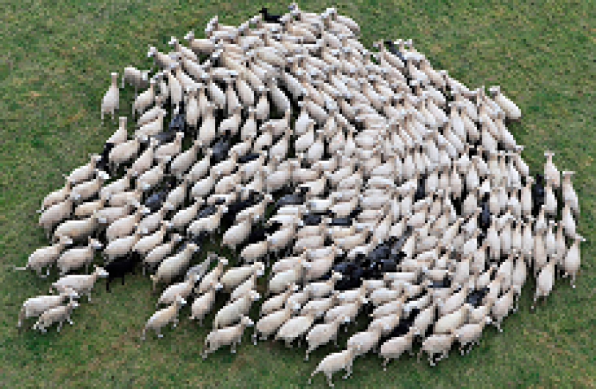 Flock 230