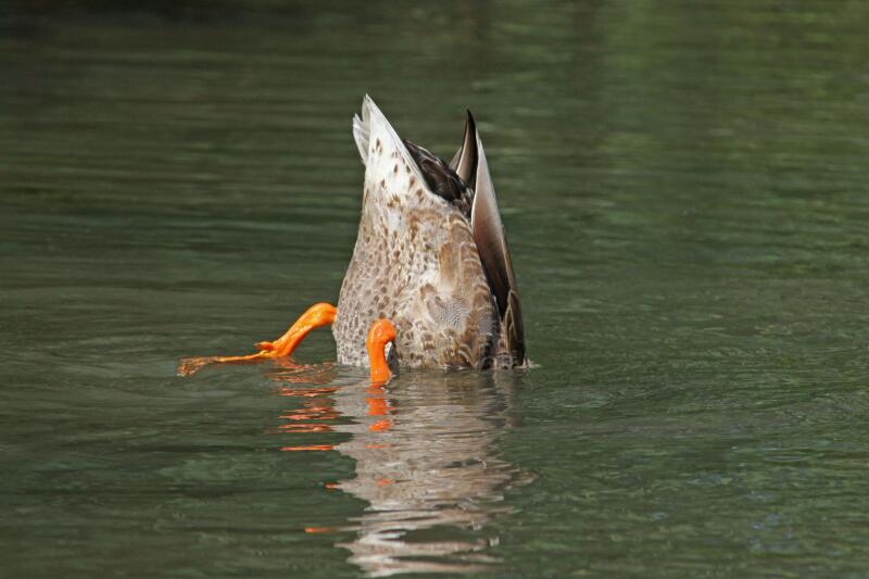 Adult female upending,