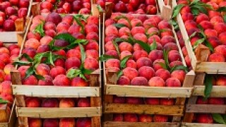 peaches_230px