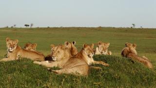 Pride of Lions