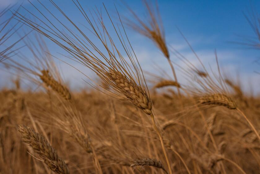 Wheat field, Italy
