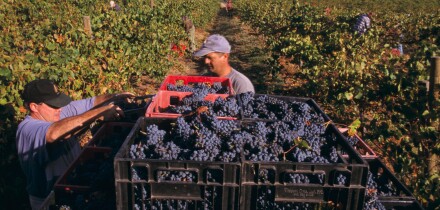 Harvesting Pinto Noir grapes, Delatite Winery, near Mansfield, Victoria, Australia