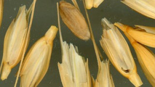 grain.jpg