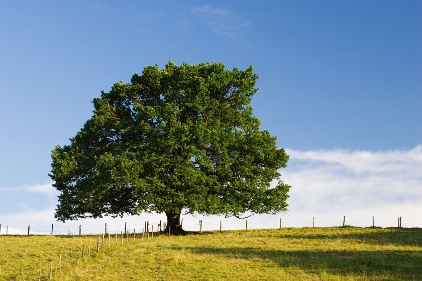 Oaktree, Quercus robur, Bavaria, Germany
