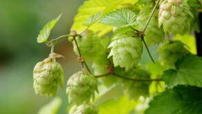 Hops flowers. Flowers of Hops Golden Tassel, ready for picking for use in the beer making process. UK