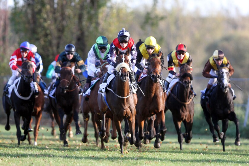 Halle, Germany, horses and jockeys during a race gallop