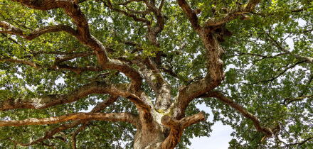 Majestic oak tree with spreading branches and lush green foliage on a summer day in Dorset UK