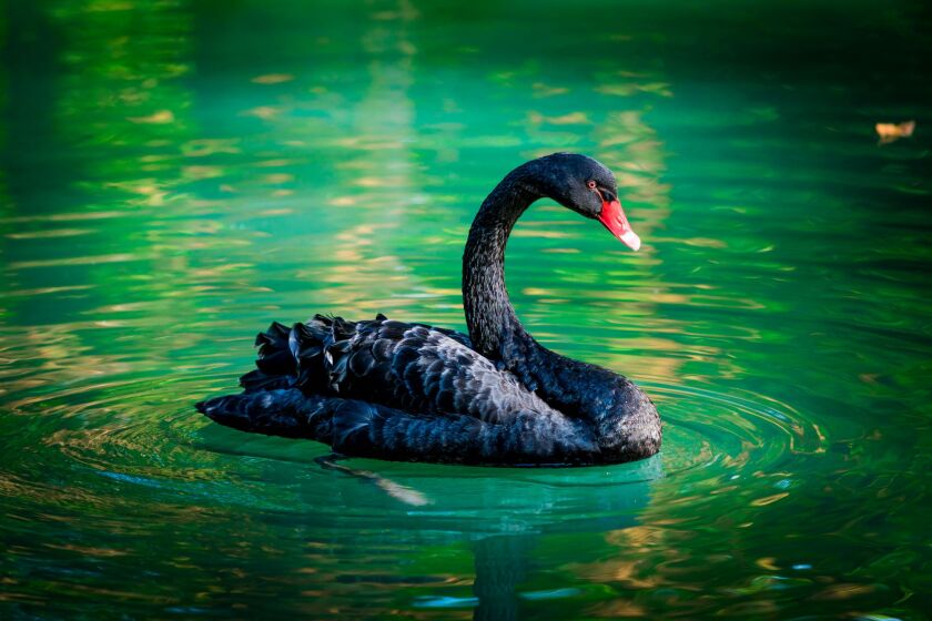 black swan.jpeg