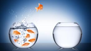 fish escape cocept