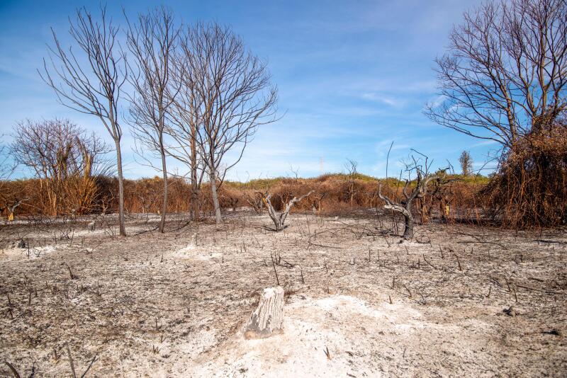 field planted with orange trees in Sicily burned by fire