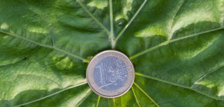 A euro coin lies on a green leaf. Green investment and green profits, investment in green technologies promises profitable success.