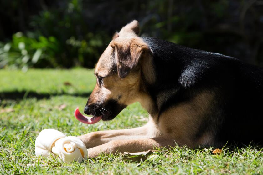 Dog with a rawhide bone, outside at the grass