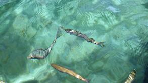 Sea's transparencies in Sardinia