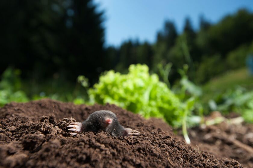 mole hole.jpg