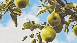 greenapple