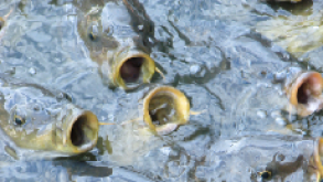 feeding frenzy