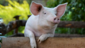 Piggy_3_230px