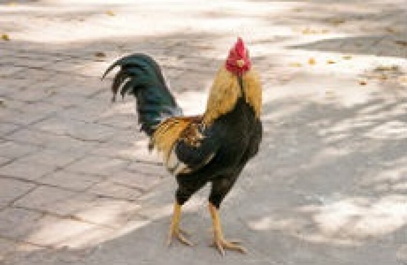 cockeral230x150px