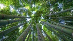 bamboo px230