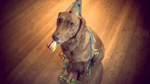 Happy New Year Pet!