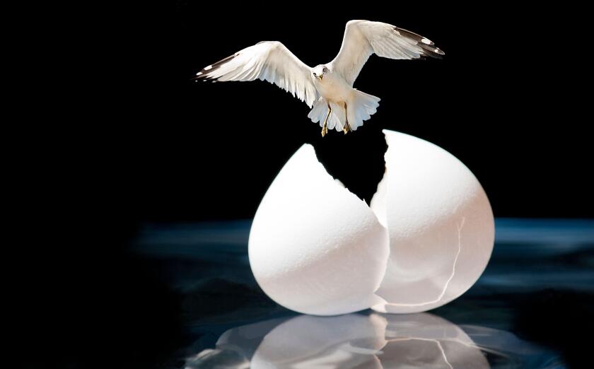 flying bird breaking out of egg