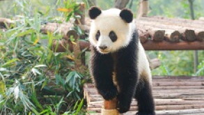 little panda px230