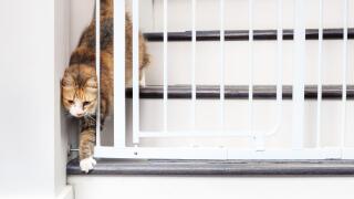 Cat walking through pet gate or baby gate. Cute fluffy kitty passing gate by squeezing through an opening. Concept for pet safety and new animals or b