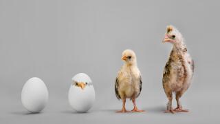 little nestling chicks  and white egg on grey background