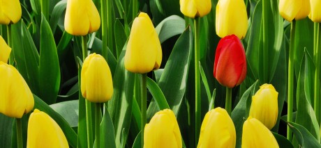 tulip_BDJH4T.jpg