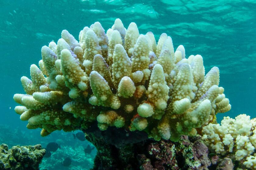 This photo supplied by the Great Barrier Reef Marine Park Authority (GBRMPA) shows reef scape of bleached coral in the Townsville/Whitsunday management area of the Great Barrier Reef in Australia, March. 15, 2015. More than 90% of Great Barrier Reef coral