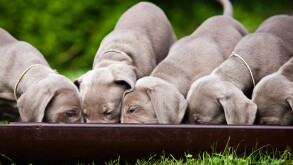 Weimaraner dogs, puppies, eating from a communal bowl, North Tyrol, Austria, Europe