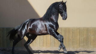 Beautiful black Andalusian horse running in paddock at sunset.