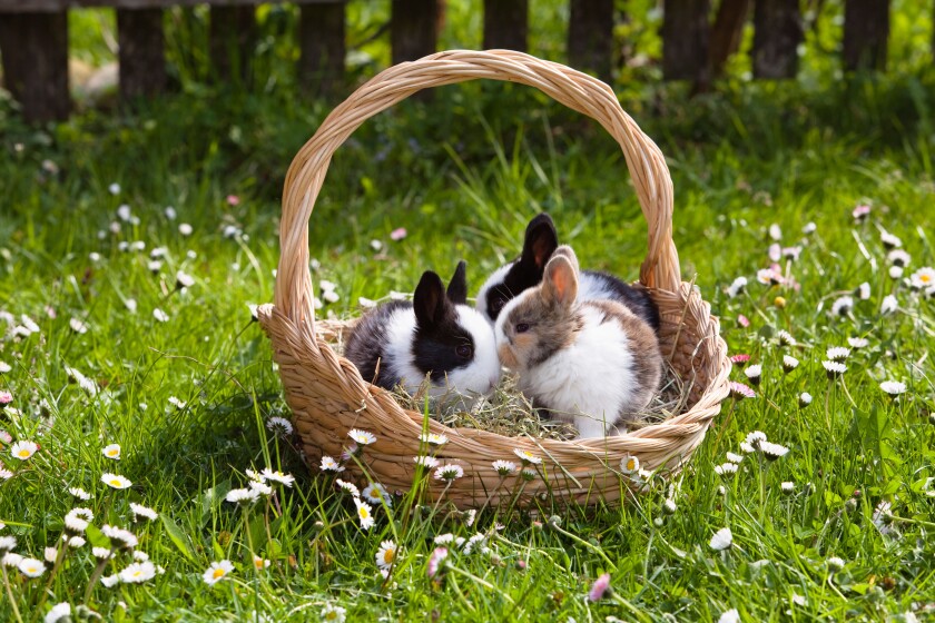 Young Rabbits (Oryctolagus cuniculus forma domestica) in an Easter basket on a flowery meadow